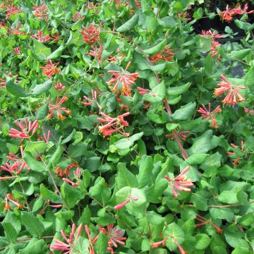 Lonicera brownii - Kamperfoelie