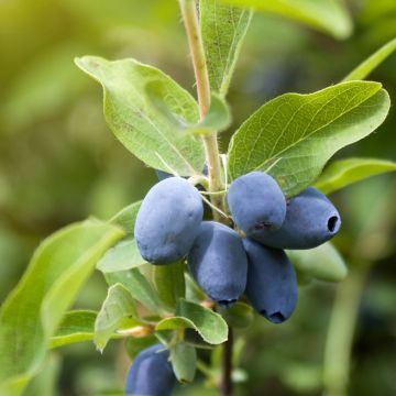 Lonicera caerulea Strawberry Sensation - Honingbes
