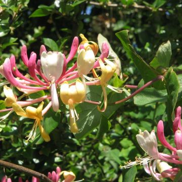 Lonicera caprifolium - Kamperfoelie