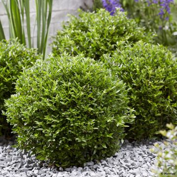 Lonicera nitida Garden Clouds Green Breeze - Chinese kamperfoelie