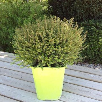 Lonicera nitida Scoop - Chinese kamperfoelie