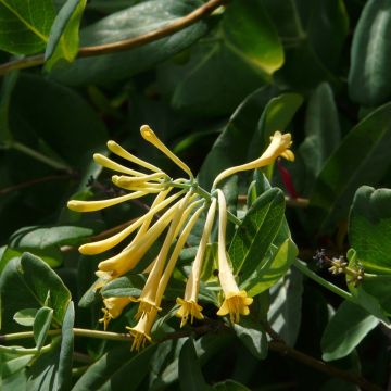 Lonicera sempervirens John Clayton - Kamperfoelie