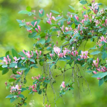 Lonicera tatarica - Tartaarse kamperfoelie