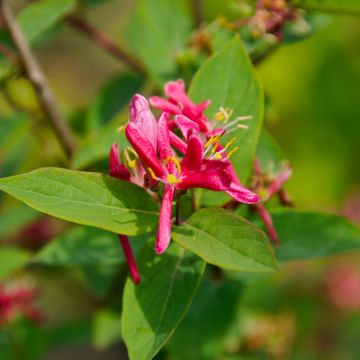 Lonicera tatarica Hack's Red - Tartaarse kamperfoelie