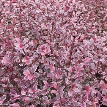 Lophomyrtus Magic Dragon - Nieuw-Zeelandse mirte