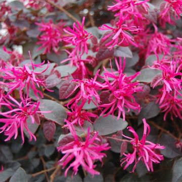 Loropetalum chinense Plum Gorgeous - Chinese franjeboom