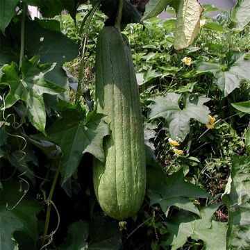 Sponskomkommer - Luffa cylindrica