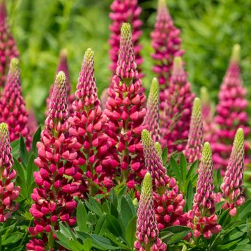 Lupine Gallery Rood - Lupine