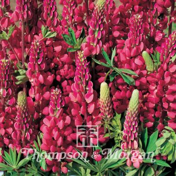 Lupinus regalis Morello Cherry (zaad) - Lupine