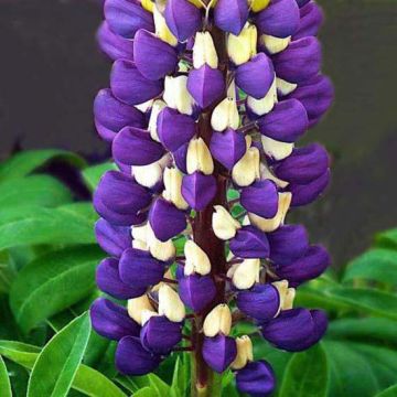 Lupinus polyphyllus Purple Emperor - Lupine