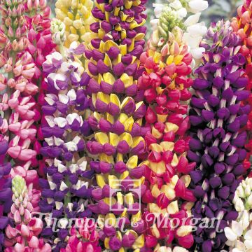 Lupinus Tutti Frutti Mix (zaad) - Lupine