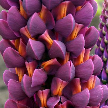 Lupinus West Country Masterpiece - Lupine