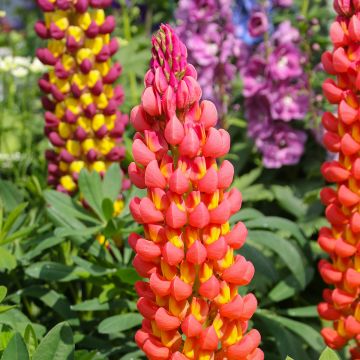 Lupine West Country Towering Inferno - Lupine