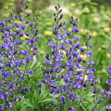 Baptisia australis - Blauwe valse indigo