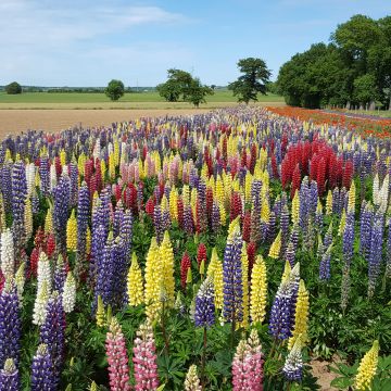 Lupinus Band Of Nobles Mixed (zaad) - Lupine