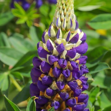 Lupine Gallery Bicolor Yellow and Blue - Lupine