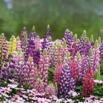 Lupinus Minaret - Lupine