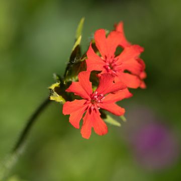 Lychnis arkwrightii Vesuvius - Koekoeksbloem