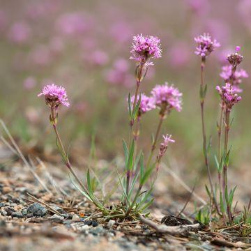 Lychnis alpina - Alpenpekanjer