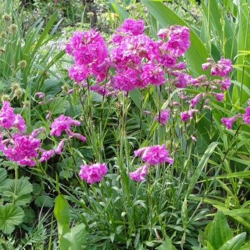 Lychnis alpina Rosea - Alpenpekanjer