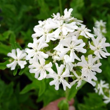 Lychnis chalcedonica Alba - Brandende liefde