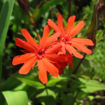 Lychnis haageana Molten Lava - Brandende liefde