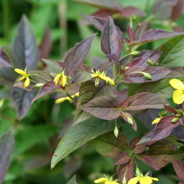 Lysimachia ciliata Fire Cracker - Wederik