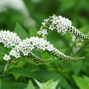 Lysimachia clethroides - Witte troswederik