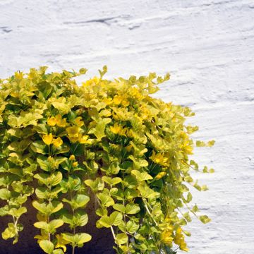 Lysimachia nummularia Aurea - Penningkruid