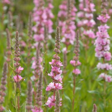Lythrum salicaria Blush - Grote kattenstaart