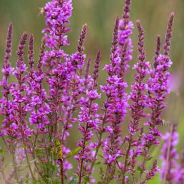 Lythrum salicaria - Grote kattenstaart