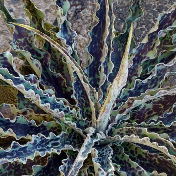 Mangave Chocolate Chips