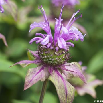Monarda fistulosa menthifolia - Wilde bergamot