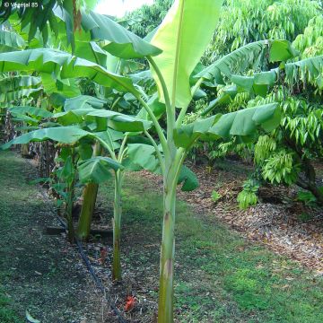 Musa paradisiaca Dwarf Orinoco - Bakbanaan