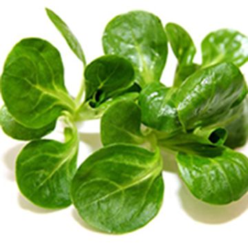 Veldsla Elan BIO - Ferme de Sainte Marthe