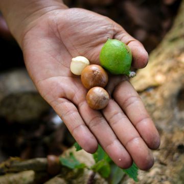 Macadamia integrifolia - Macadamianoot