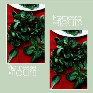 Veldsla Schelp van Louviers