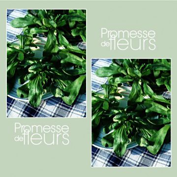 Veldsla Ronde Maraîchère