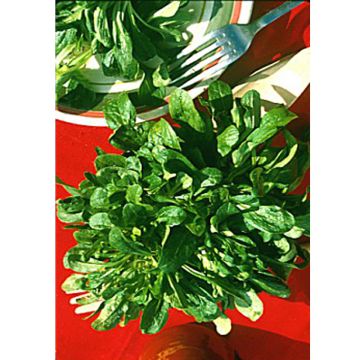 Veldsla Groene van Etampes