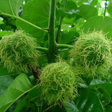 Maclura pomifera - Osagedoorn