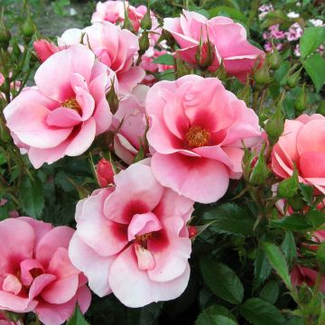 Rosa Maestro Babylon Eyes - Struikroos