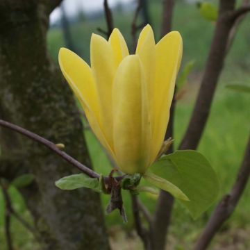 Magnolia Daphne - Beverboom