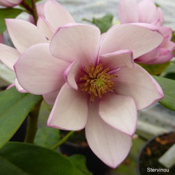 Magnolia Fairy Blush - Bananenstruik