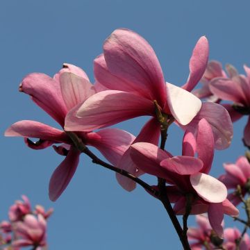 Magnolia Galaxy - Beverboom