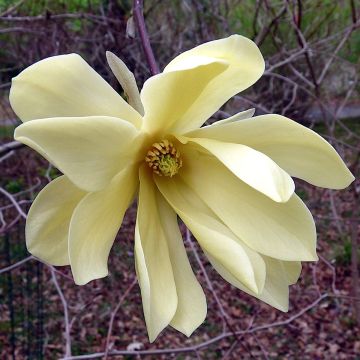 Magnolia stellata Gold Star - Stermagnolia