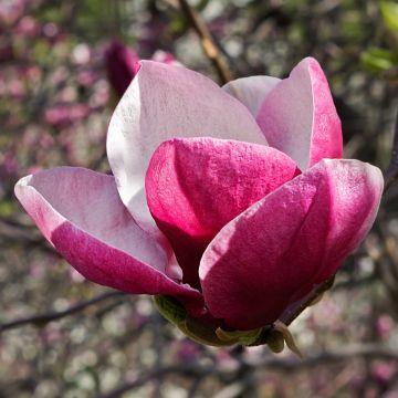 Magnolia March Till Frost - Beverboom