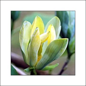 Magnolia acuminata Blue Opal - Beverboom