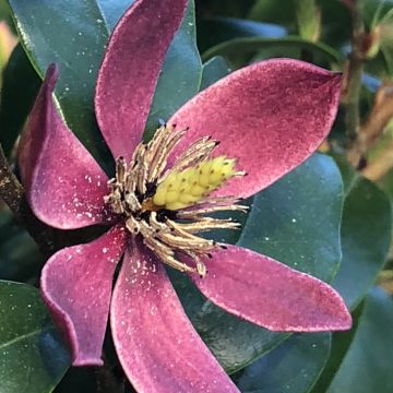 Magnolia figo Stellar Ruby - Bananenstruik