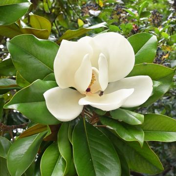 Magnolia grandiflora Nana - Zuidelijke magnolia