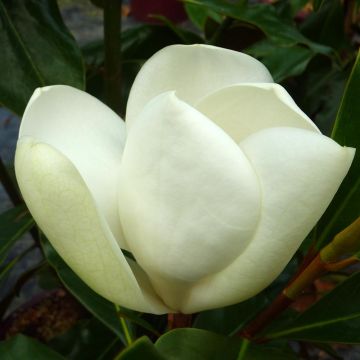 Magnolia grandiflora Kay Parris - Zuidelijke magnolia